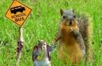 Squirrel Going To School.jpg