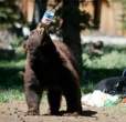 2931_1466_bears-prefer-pepsi.jpg