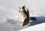 3815_1908_duck-crash-landing.jpg