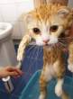 5547_2774_soaking-kitty.jpg