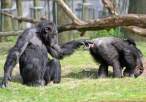 3539_1770_curious-chimpanzee.jpg