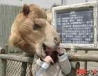 3199_1600_camel-snack.jpg