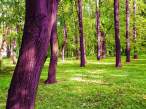 Purple forest.jpg