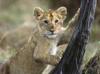 3 Month Old Lion Cub, Masai Mara National Reserve, Kenya.jpg