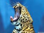 Leopard - yawning.jpg