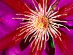 Clematis Flower.jpg