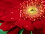 Dew Red, Zinnia.jpg