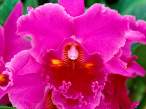 Pink Passion, Cattleya Orchid.jpg