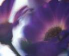 blue_flowers_2.jpg