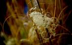 through_my_lens_seeds_of.jpg