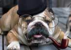 One Cool Dog.jpg
