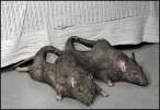 Creepy Ass Slippers.jpg