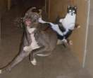 cat-ow2ned.jpg