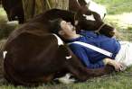 cow.jpg