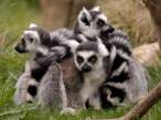 Lemurs.jpg