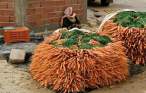 Carrots.jpg