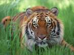 Watchful Eyes, Bengal Tiger.jpg