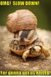 funny-pictures-snail-is-on-turtle.jpg