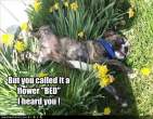 funny-dog-pictures-flower-bed.jpg