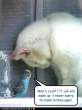 funny-pictures-bird-hypnotizes-cat.jpg