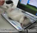 funny-pictures-your-laptop-has-a-new-password1.jpg
