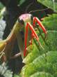 praying_mantis d1sh.jpg