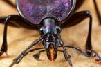 Scaphinotus petersi - Ground Beetle (Carabidae).jpg