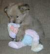 please-dont-take-my-teddy-bear.jpg
