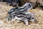 mangulitza-piglets-no4.jpg