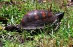 box-turtle-3.jpg