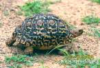 leopard-tortoise--geochelone-pardalis.jpg