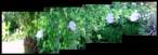 DWF-1 test1 fl1 ruff photo-mosaic.jpg