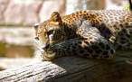 02211_lazingleopard_1440x900.jpg