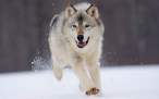 gray_wolf_minnesota-1440x900.jpg
