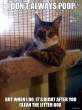 i-dont-always-poop-but-when-i-do-its-right-after-you-clean-the-litter-box.jpg