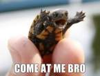 come-at-me-bro-turtle.jpg