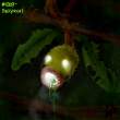 no__069___bellsprout_by_pokemonfromhell-d3atpgt.jpg