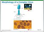 MorphologyOfComplexVirus.jpg