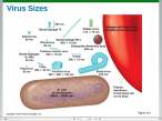 Virus sizes.jpg