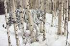 white-siberian-tiger-2.jpg