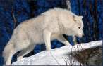 Snow-White-Arctic-wolf-4.jpg