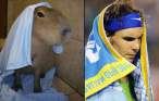 many_capybaras_look_like_rafael_nadal_640_10.jpg