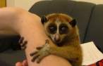 loris_wikipedia.jpg