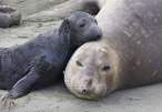 Tender-moment-between-elephant-seal-cow-and-pup.jpg