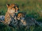 cheetah-mother-cub_13420_600x450.jpg