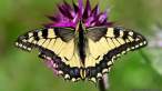 Papilio_machaon_A_0801C.jpg