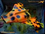 STFB-4crnPege&Izgled 002s r.jpg