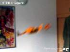 STFB-4test3fl1 05d1s r.jpg