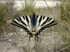 Iphiclides_podalirius_M_2sm.jpg