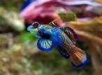 Synchiropus_splendidus_2_Luc_Viatoursm01.jpg